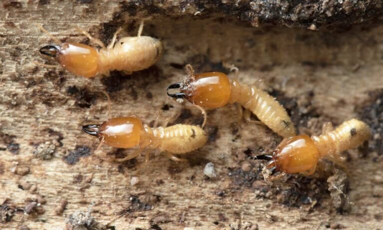 Termite Control